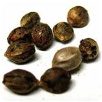 Семена марихуаны АК-47 (Seeds AK-47) в Чите Семена марихуаны АК-47 (Seeds AK-47) в Чите